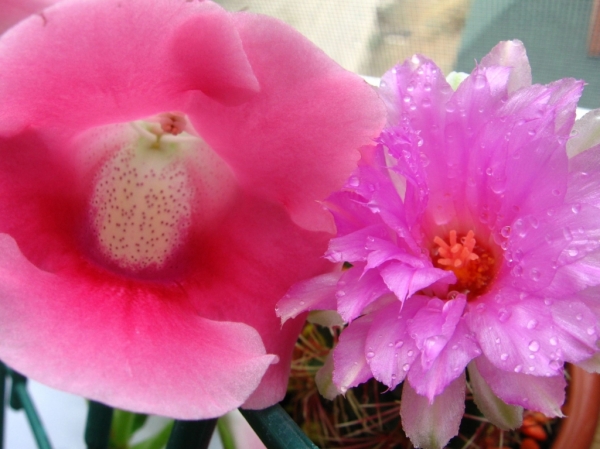 Thelocactus bicolor var. bolaensis и Глоксиния
