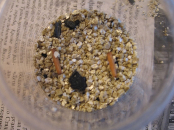 adenium_Diamond_Ring.JPG