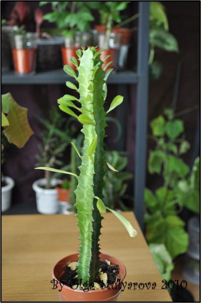 Euphorbiaceae_08.jpg