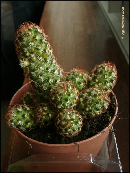 Mammillaria elongata
Кактус
Ключевые слова: Кактус Mammillaria elongata