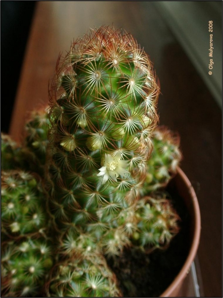 Mammillaria elongata
Цветение кактуса
Ключевые слова: Кактус Mammillaria elongata