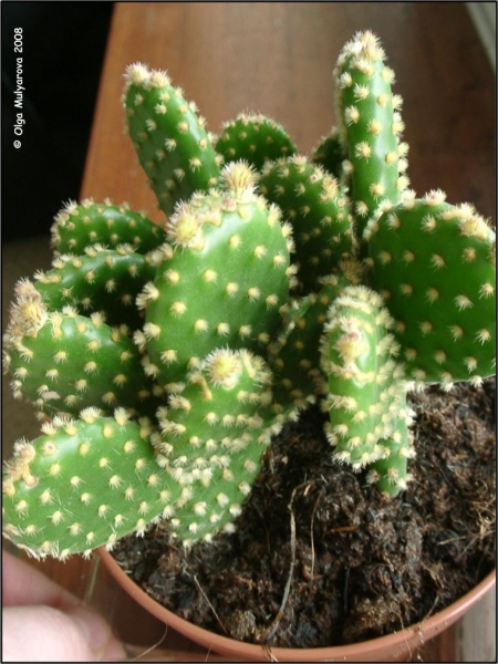 Опунция мелковолосистая (Opuntia microdasys)
Ключевые слова: Кактус Опунция мелковолосистая (Opuntia microdasys)