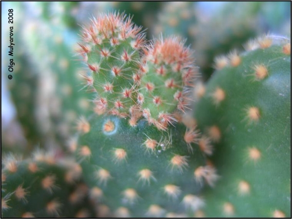 Опунция мелковолосистая (Opuntia microdasys)
Ключевые слова: Кактус Опунция мелковолосистая (Opuntia microdasys)