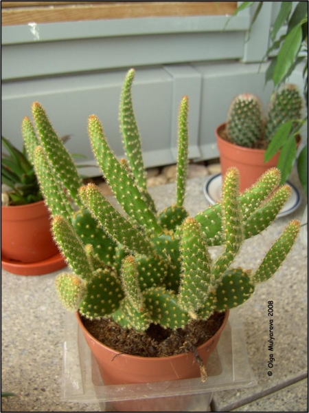 Опунция мелковолосистая (Opuntia microdasys)
Ключевые слова: Кактус Опунция мелковолосистая (Opuntia microdasys)