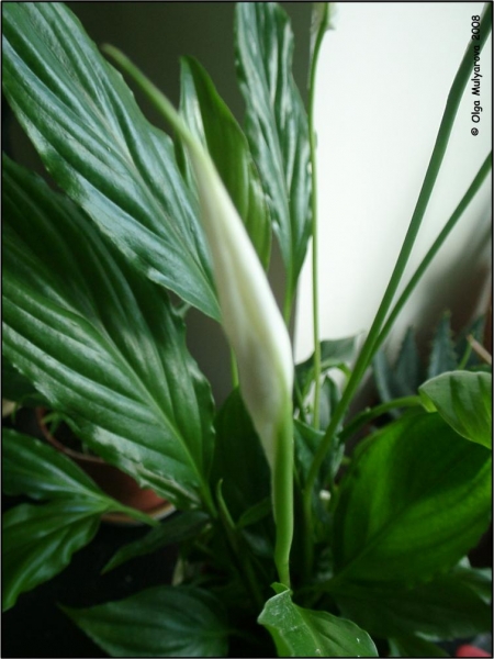 Спатифиллум (Spathiphyllum)
Бутон
Ключевые слова: Спатифиллум (Spathiphyllum)