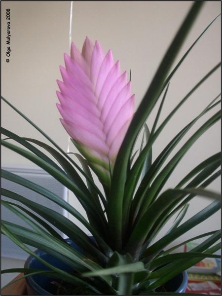 Тилландсия синяя (Tillandsia cyanea)
Ключевые слова: Тилландсия синяя (Tillandsia cyanea)
