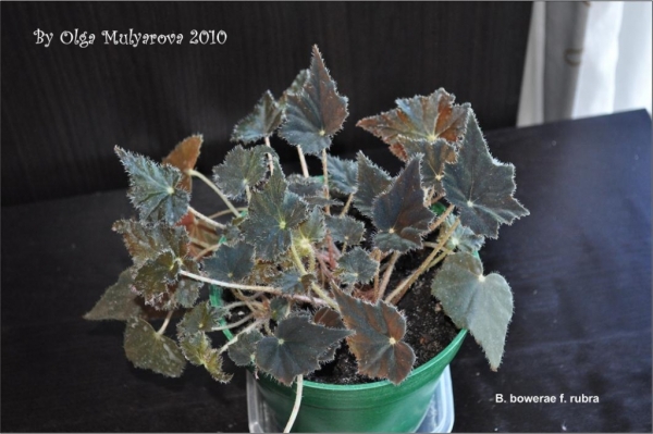 b_bowerae_f_rubra_01.jpg