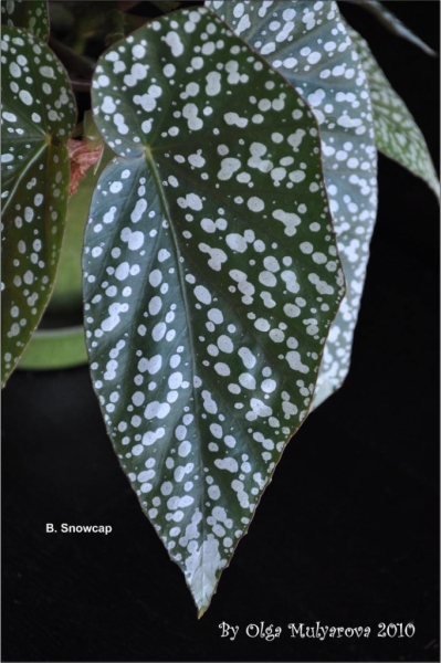 b_snowcap_02.jpg