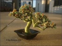 Bonsai_6a.jpg