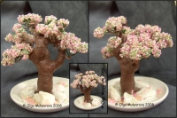 Bonsai_Sakura_369.jpg