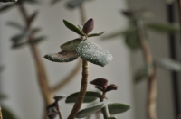 DSC_0121.JPG