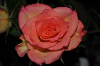DSC_0789.JPG