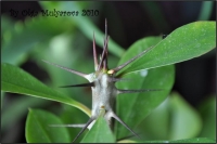 Euphorbiaceae_01.jpg