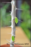 Euphorbiaceae_06.jpg