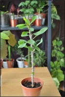 Euphorbiaceae_07.jpg
