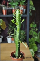 Euphorbiaceae_08.jpg