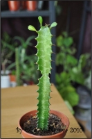 Euphorbiaceae_09.jpg