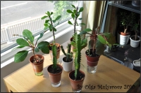 Euphorbiaceae_10.jpg