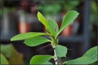 Euphorbiaceae_12.jpg