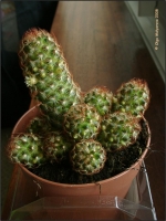 Mammillaria_elongata_01.jpg