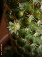 Mammillaria_elongata_02.jpg