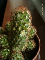 Mammillaria_elongata_04.jpg