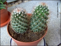 Имя файла=Mammillaria_spec__01.jpg
Размер файла=84КБ
Размеры=760x571
Дата=Июль 28, 2008 Mammillaria_spec__01.jpg