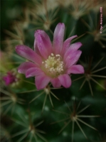Имя файла=Mammillaria_spec__02.jpg
Размер файла=55КБ
Размеры=751x1002
Дата=Июль 28, 2008 Mammillaria_spec__02.jpg