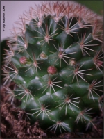 Mammillaria_spec__03.jpg