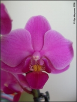 Имя файла=Phal_0601.jpg
Размер файла=47КБ
Размеры=665x886
Дата=Июль 28, 2008 Phal_0601.jpg