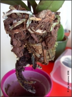 Phal_0602.jpg