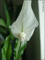 Имя файла=Spathiphyiium_01.jpg
Размер файла=48КБ
Размеры=760x1012
Дата=Июль 27, 2008 Spathiphyiium_01.jpg