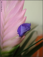 Имя файла=Tillandsia_cyanea_01.jpg
Размер файла=47КБ
Размеры=760x1012
Дата=Июль 27, 2008 Tillandsia_cyanea_01.jpg