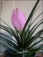 Имя файла=Tillandsia_cyanea_02.jpg
Размер файла=81КБ
Размеры=760x1012
Дата=Июль 27, 2008 Tillandsia_cyanea_02.jpg
