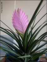 Tillandsia_cyanea_02.jpg