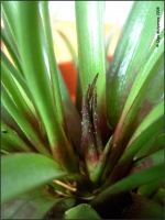 Имя файла=Tillandsia_cyanea_03.jpg
Размер файла=90КБ
Размеры=760x1012
Дата=Июль 27, 2008 Tillandsia_cyanea_03.jpg