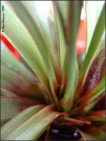 Имя файла=Tillandsia_cyanea_04.jpg
Размер файла=79КБ
Размеры=748x996
Дата=Июль 27, 2008 Tillandsia_cyanea_04.jpg