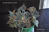 b_bowerae_f_rubra_01.jpg