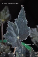 b_bowerae_f_rubra_02.jpg