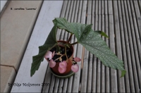 b_corallina_Lucerna.jpg