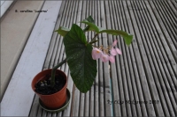 b_corallina_Lucerna2.jpg