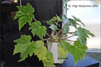 b_ricinifolia_01.jpg