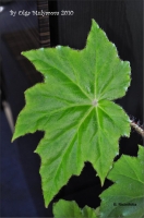 b_ricinifolia_02.jpg