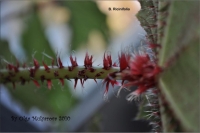 b_ricinifolia_03.jpg