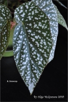 b_snowcap_02.jpg