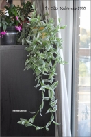 tradescantia_01.jpg