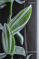 tradescantia_02.jpg