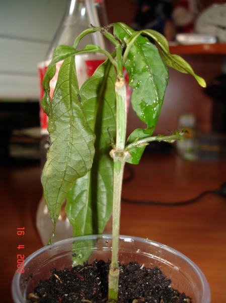 Clerodendrum_Wallichii.jpg