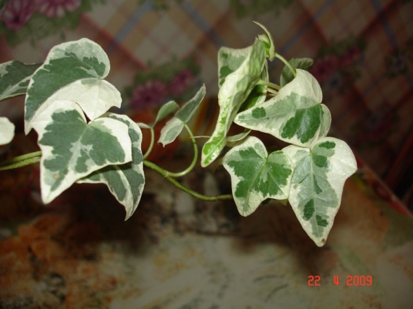 Hedera3.jpg