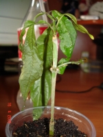 Имя файла=Clerodendrum_Wallichii.jpg
Размер файла=111КБ
Размеры=768x1024
Дата=Апр 21, 2009 Clerodendrum_Wallichii.jpg